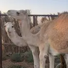 بكره