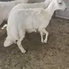 ذبايح رخال