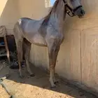 مهره شعبيه