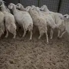 ضان للبيع