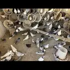 هندي وقلابي