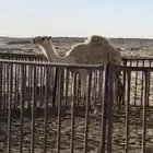 بكره مفروده طيبه