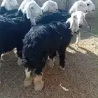 بهم نجد جبر تم البيع ليصلك كل جديد تابع الحساب