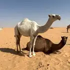 بكره وضحا