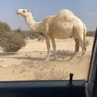 للبيع الناقه اللقحه الطيبه