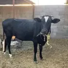 بقره عليها عجل