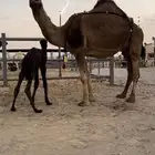 خلفات او لقحات