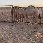 قعود قصب
