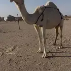 عشرا