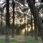 بيع محصول نخيل العدد 400 نخلة الصنف ( برني )