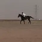فرس
