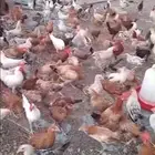 دجاج بلدي بشاير