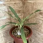 نبتة أجلونيما