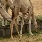بكره