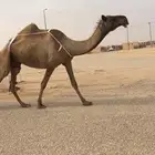 عشرا تحتها قعود تمم البيع