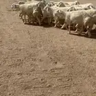 رخال صنف مراح واحد العدد 29 بفحلها