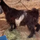 تيس السن ضهره علي حد الغلاق السن توه مثني مابعد هد