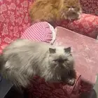 قط شيرازي وهملايا للبيع
