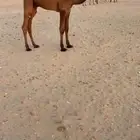 قعود اصفر دبياني كفو - ( تم البيع )