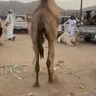 بكره بلدي للبيع مشروطه