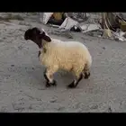 مشروع فحل نعيم صنف