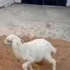 رخل شهرين ونص تدغر شرط