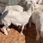 ذبايح