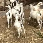 تيوس