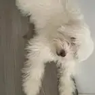 شارع ساري