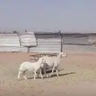 حريه رباع والد للبيع