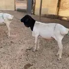برابر جذعان مرابي