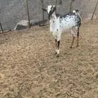 تيس بيشي فحل للبيع