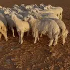 بهم حري طيب بري