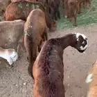 للبيع سواكن حمري طيبات