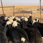 بهم نجد