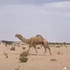 للبيع بعير منتج