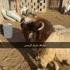 نعيم فواخر