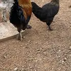 دجاج