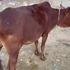 بقرة مشروطه