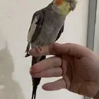 كروان ذكر