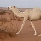 قعود اوضح كفو