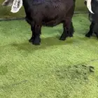 للبيع جذعات عوارض كفففو تتتم البيع