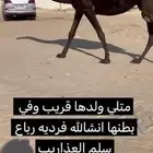 مجهم لقحه متلي مقرب