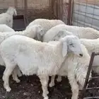 طليان حري