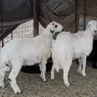 طليان من مراح نظيف