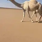 الرياض
