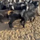 تيوس مندي تم البيع ليصلك كل جديد سو متابعه