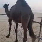 قعود سمين ينفع حق اعراس