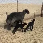 تمم البييع