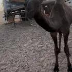بكره صفراء